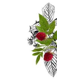 Photo of raspberries and raspberry leaves. | © SONNENTOR