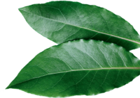 Photo of two bay leaves. | © SONNENTOR