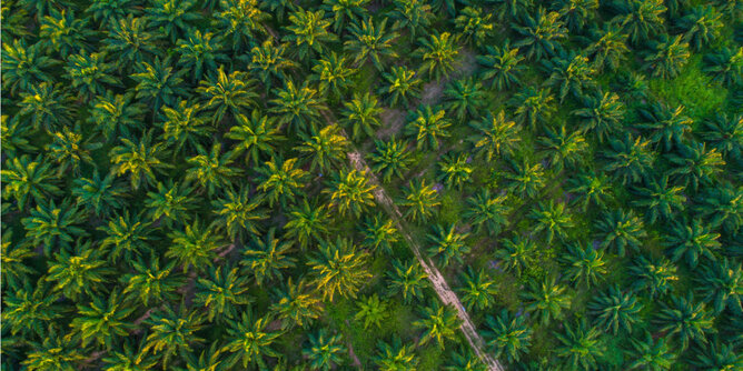 In the photo you can see palm oil plantations from above. | © SONNENTOR