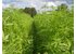 Photo of a hemp field.