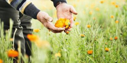 In the photo you can see someone taking a closer look at a marigold flower. | © SONNENTOR