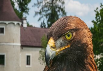 Ausflugsziel Schloss Waldreichs und Greifvogelzentrum  | © Greifvoglezentrum