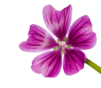 Photo of the flower of the Common Mallow. | © SONNENTOR
