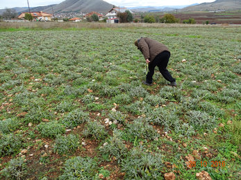 Auf dem Foto ist eine Bäuerin auf einem Feld in Griechenland bei der Ernte zu sehen. | © SONNENTOR