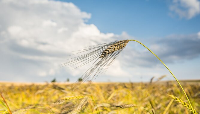 Auf dem Foto ist ein Getreidefeld zu sehen. | © SONNENTOR