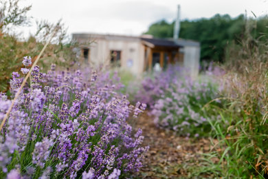 Lavendel neben Land-Lofts | © @titantina /Tina Vega-Wilson
