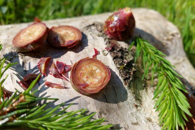 © Marietta Rothwangl