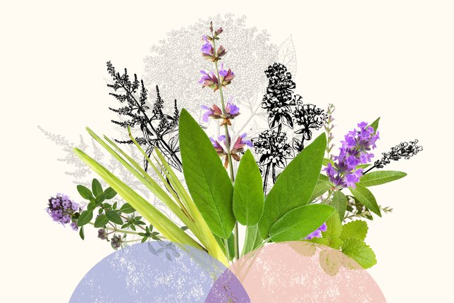 SONNENTOR Kräuterfreunde | © SONNENTOR