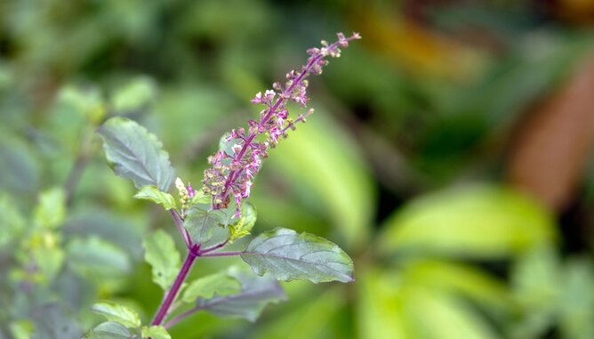 Tulsi Basilikum | © SONNENTOR