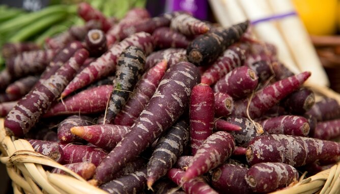 Lila Karotten | © SONNENTOR