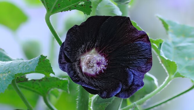 Schwarze Steckrose | © SONNENTOR