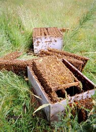 Bienenstoecke offen | © SONNENTOR