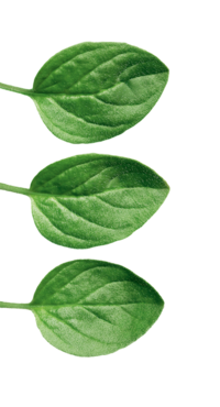 Auf dem Foto sind drei Majoranblätter zu sehen. | © SONNENTOR