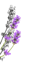 Auf dem Foto ist Lavendel zu sehen. | © SONNENTOR