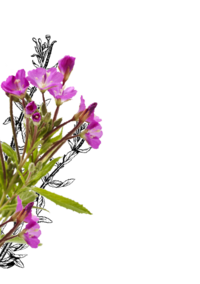 Photo of Willowherb | © SONNENTOR