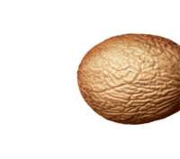 Photo of a nutmeg. | © SONNENTOR