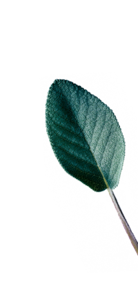Photo of a sage leaf. | © SONNENTOR