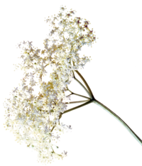 Photo of elderflowers. | © SONNENTOR