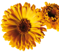 Photo of two calendula flowers. | © SONNENTOR
