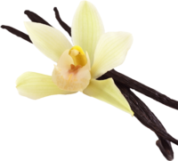 Photo of a vanilla bean and a vanilla flower. | © SONNENTOR