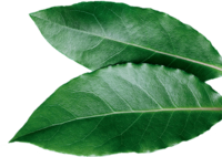 Photo of two bay leaves. | © SONNENTOR