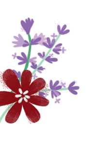 Illustration of a red flower and lavender. | © SONNENTOR