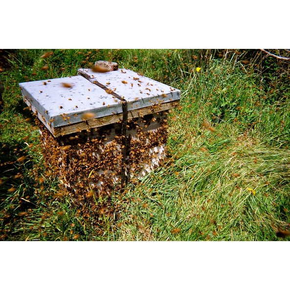 A photo of a bee box. Countless bees are swarming around in this photo.