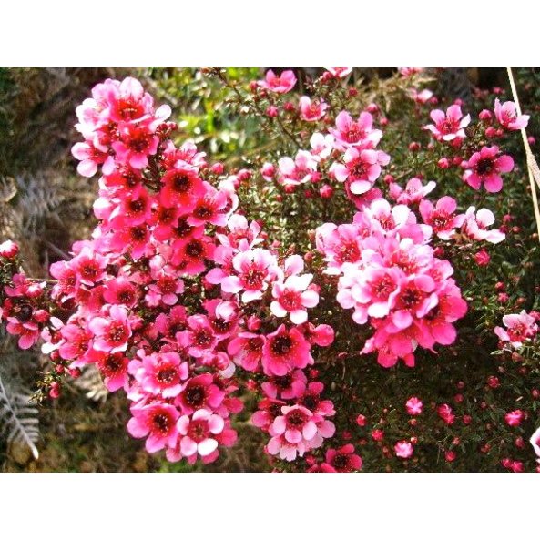 Ein Foto von der Manuka Blume mit ihren rosa Blüten.