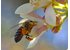 Foto von einer Biene bei einer Manuka Blume.