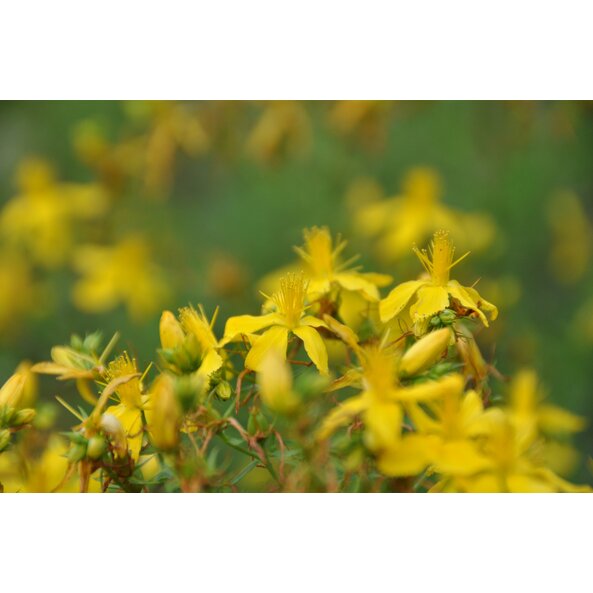 Johanniskraut_Pflanze_Albanien 3.jpg