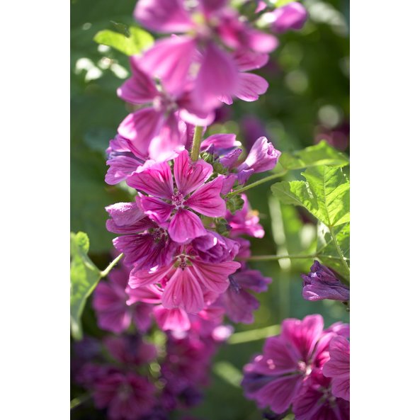Photo of a Common Mallow Plant.