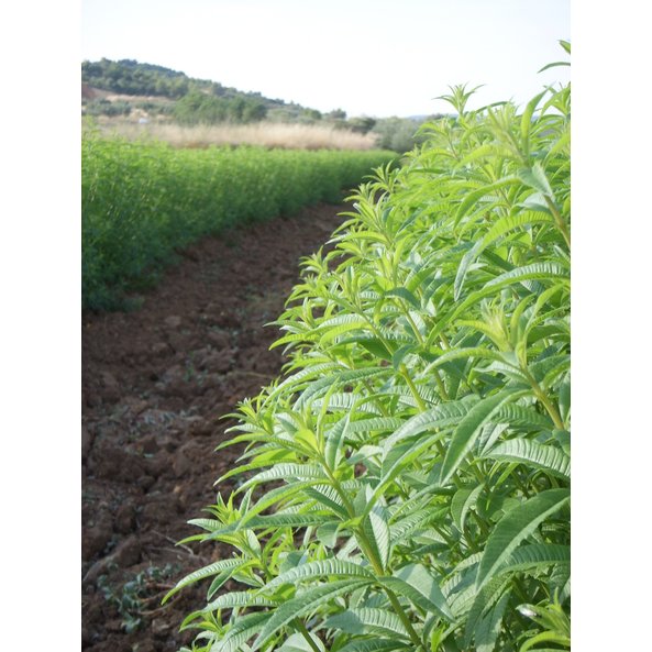 Photo of a SONNENTOR field on which lemon verbena grows