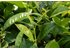 Photo of a Camelia Sinensis plant from which the SONNENTOR Darjeeling black tea loose is made.