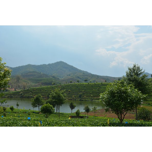 Foto des bergigen Anbaugebiets, in dem der SONNENTOR Chinesischer Grüntee lose angebaut wird.