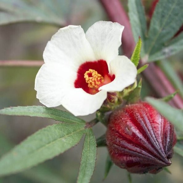 Photo of a SONNENTOR hibiscus flower with fruit