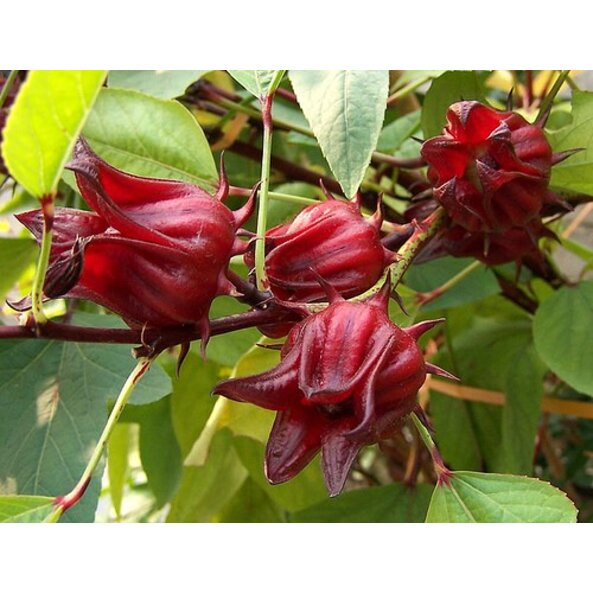 Photo of SONNENTOR hibiscus fruits