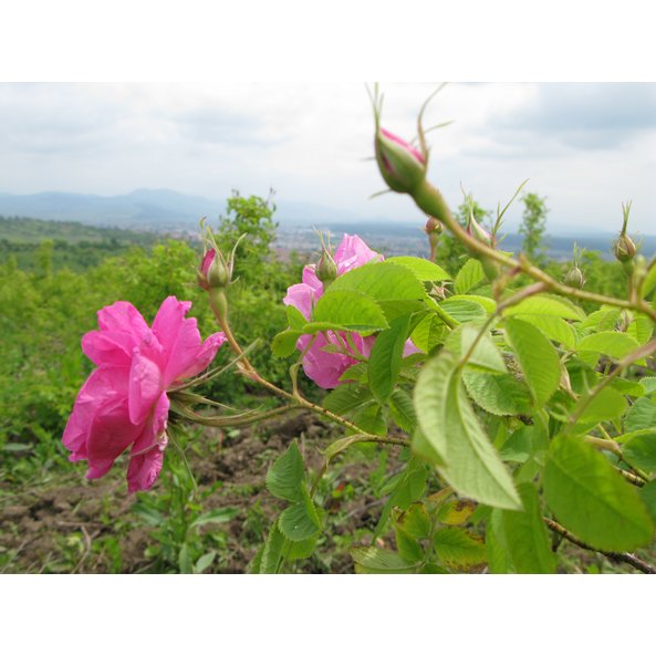 Foto einer SONNENTOR Pflanze für Rosenblüten (Knospen)
