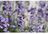 Photo of a SONNENTOR lavender field with a close-up of a lavender blossom with a bee sitting on it.