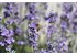 Photo of a SONNENTOR lavender field with a close-up of a lavender blossom with a bee sitting on it.