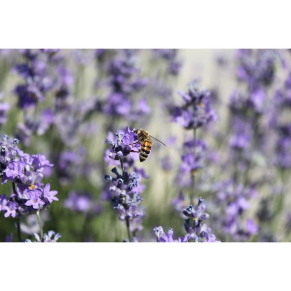Photo of a SONNENTOR lavender field with a close-up of a lavender blossom with a bee sitting on it.