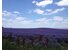 Photo of the growing area in which the SONNENTOR lavender flowers are grown loosely.