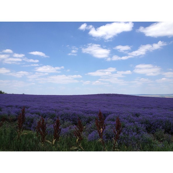 Photo of the growing area in which the SONNENTOR lavender flowers are grown loosely.