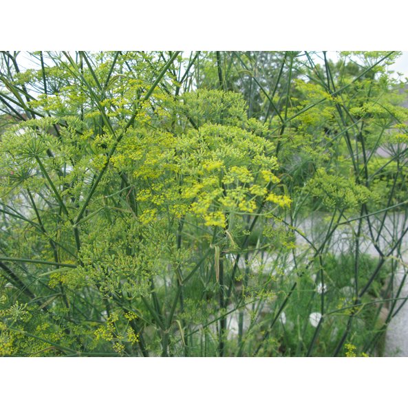 Photo of a blooming fennel plant