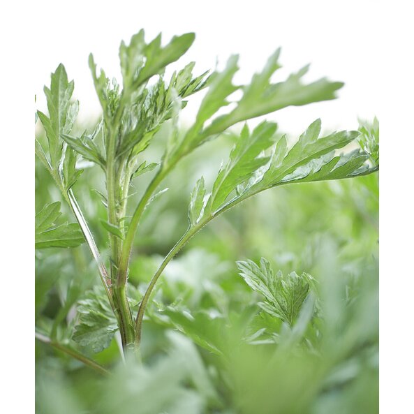 Beifuß gemahlen bio 25 g Packung online kaufen