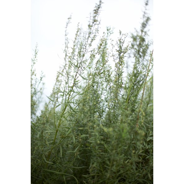 Photo of a Tarragon Plant.
