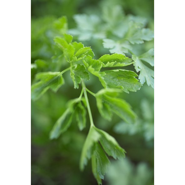 Photo of a parsley plant.