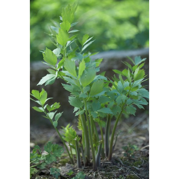 Photo of a Lovage plant.