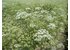 Photo of a field with anise plants.