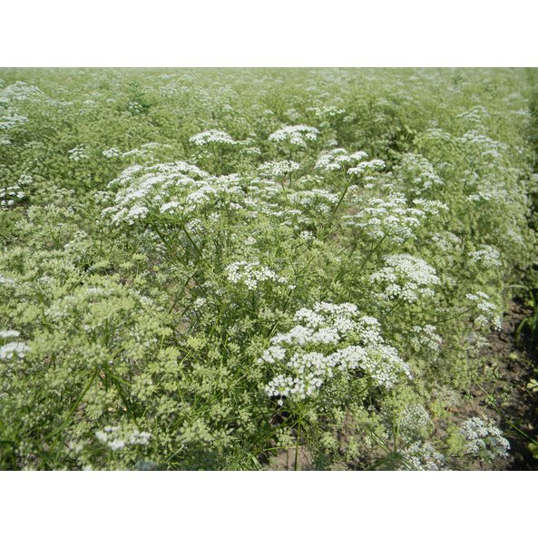 Photo of a field with anise plants.