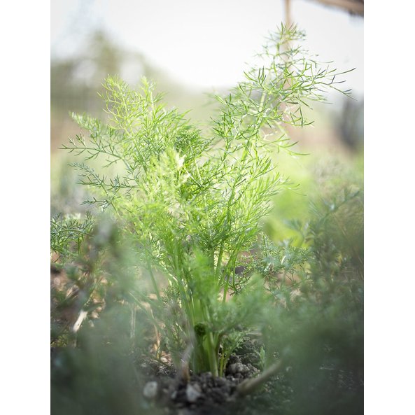 Photo of a Dill plant.